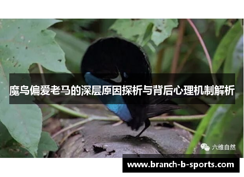 魔鸟偏爱老马的深层原因探析与背后心理机制解析